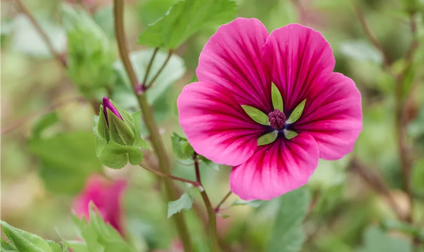 Lavatera x olbia 'Red Rum'