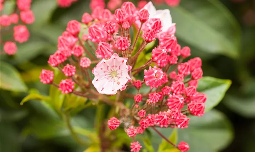 Kalmia latifolia 'Ginkona'