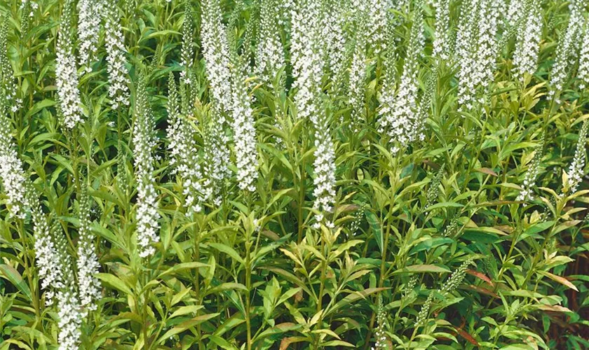 Lysimachia fortunei