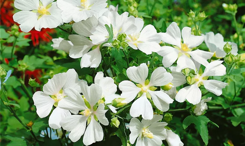 Lavatera x olbia 'White Angel'