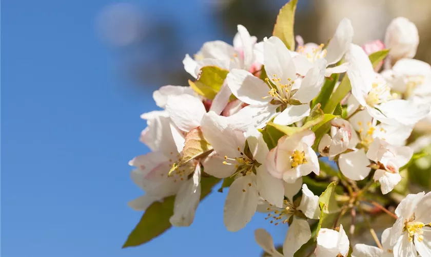 Zierapfel 'Harvest Gold'