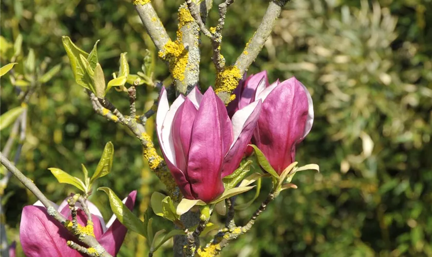 Tulpen-Magnolie 'Nakamura'