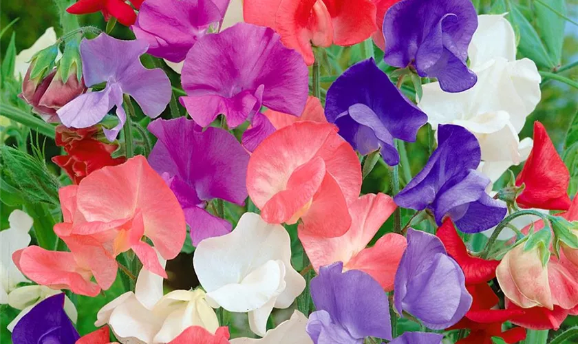 Lathyrus odoratus 'Floral Tribute'