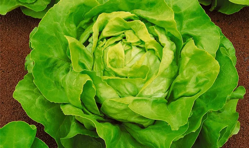 Lactuca sativa var. capitata 'Murielle'