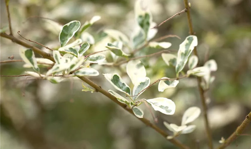 Ligustrum ibota 'Musli'®