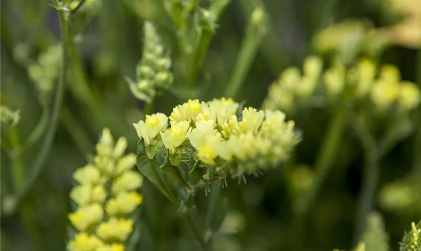 Geflügelter Strandflieder 'Fortress Yellow'