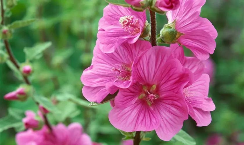 Lavatera 'Zappelphillip'