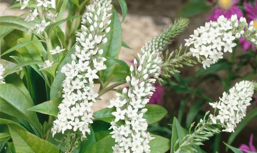 Lysimachia fortunei 'Candela'