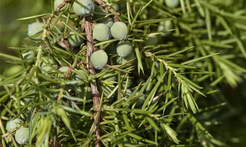 Juniperus communis 'Oblonga Pendula'