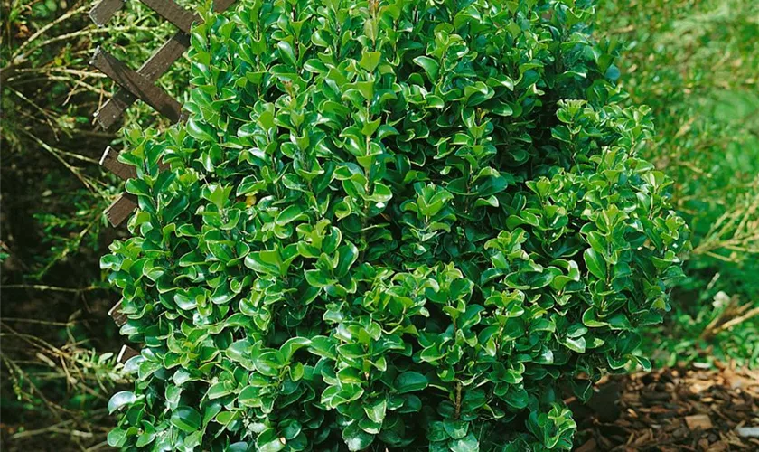 Ligustrum japonicum 'Recurvifolium'