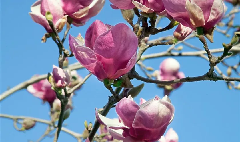 Tulpen-Magnolie 'Rustica Rubra'