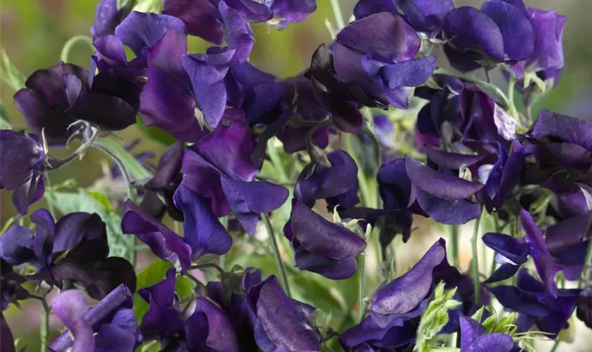 Lathyrus odoratus 'King Size Navy Blue'