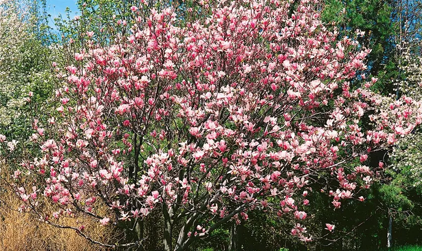 Tulpen-Magnolie 'Speciosa'