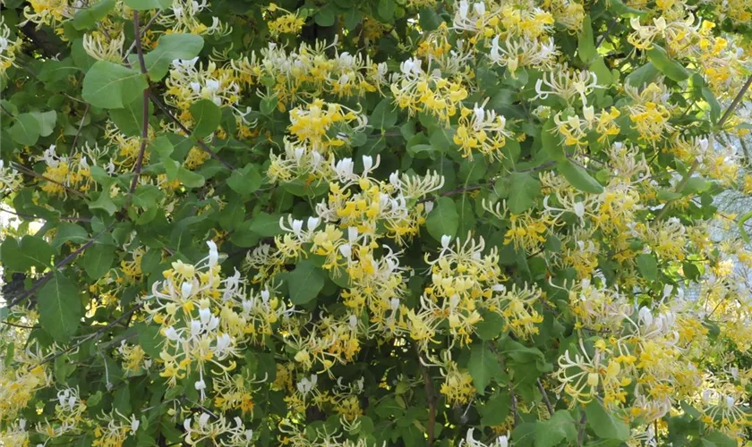 Lonicera japonica