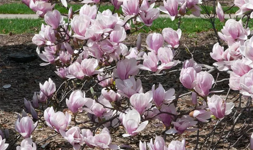 Tulpen-Magnolie 'Verbanica'