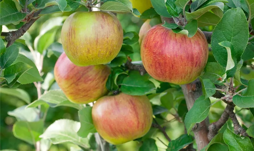 Malus domestica 'Lohrer Rambour'