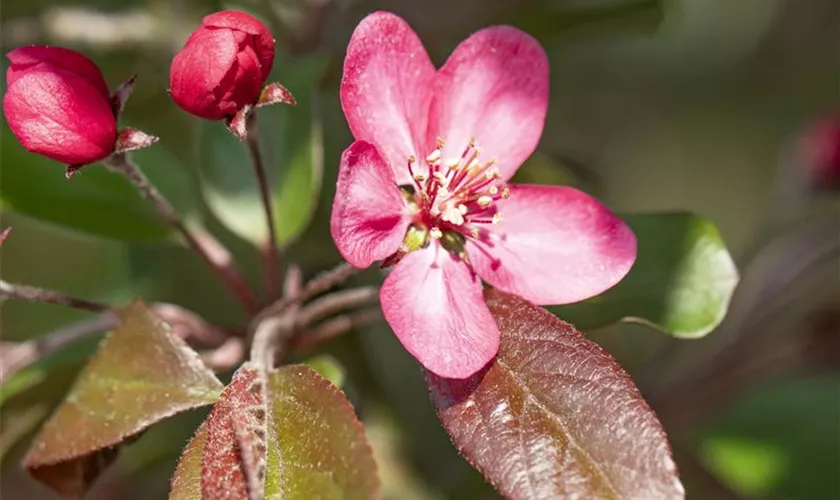 Zierapfel 'Liset'