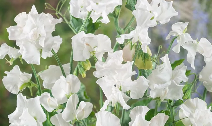 Lathyrus odoratus 'Night & Day'