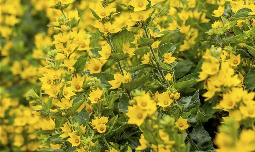 Lysimachia punctata