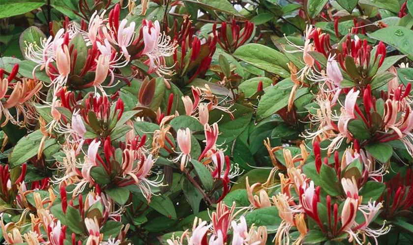 Lonicera japonica 'Red World'