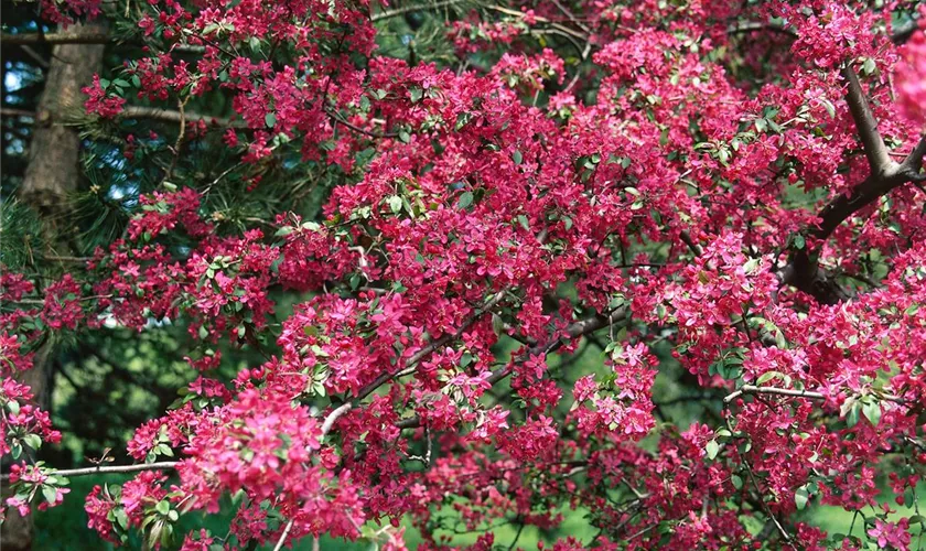 Malus 'Magdeburg'