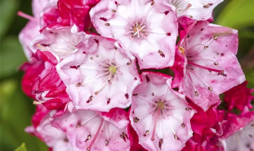 Kalmia latifolia 'Ostbo Red'