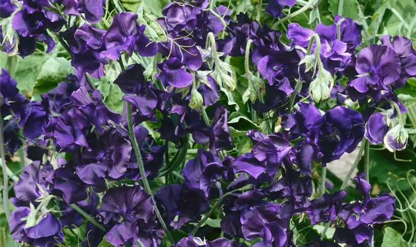 Lathyrus odoratus 'Royal Blaue Töne'