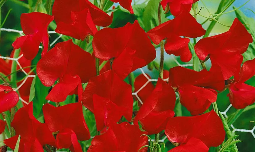 Lathyrus odoratus 'Royal Rote Töne'