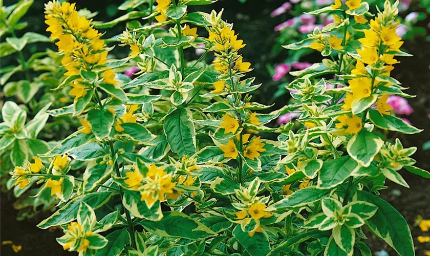 Lysimachia punctata 'Hometown Hero'