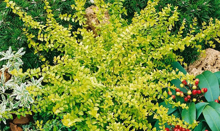 Lonicera nitida 'Baggesen´s Gold'