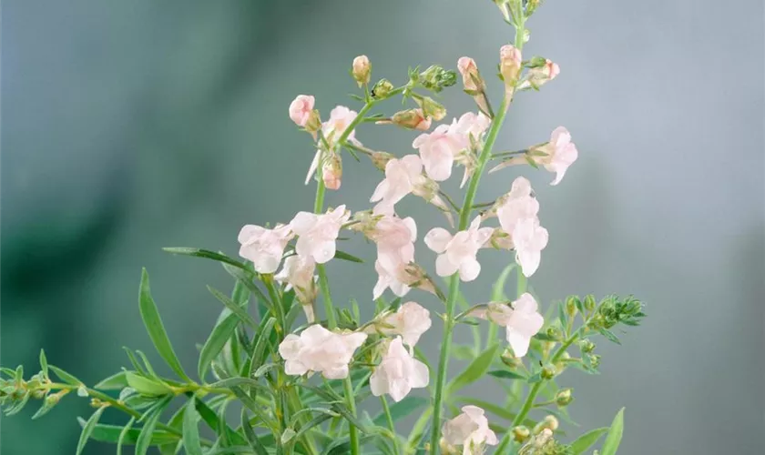 Linaria purpurea 'Canon J. Went'