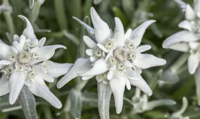 Leontopodium alpinum 'Matterhorn'