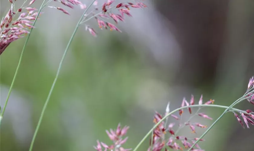 Melinis nerviglumis 'Savannah'