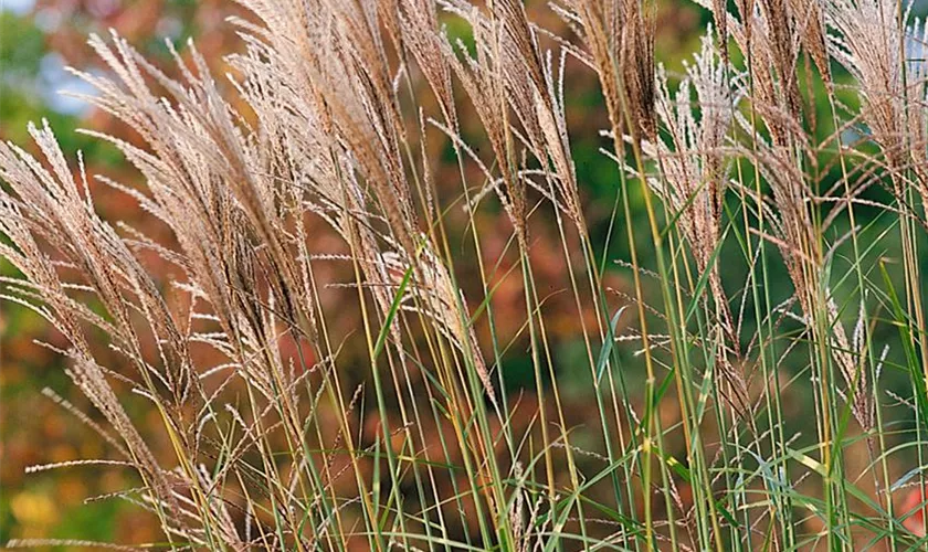 Miscanthus sinensis 'Pünktchen'