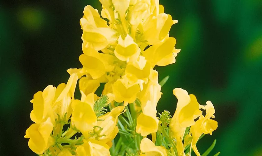 Linaria vulgaris