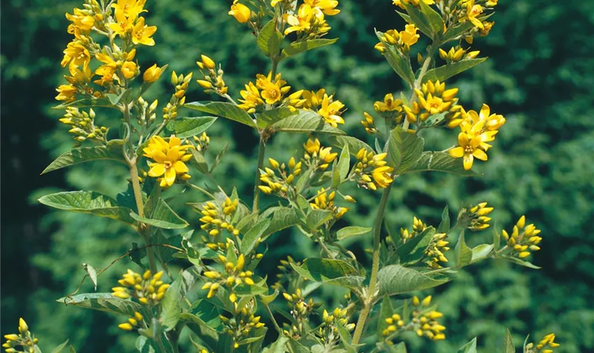 Lysimachia vulgaris