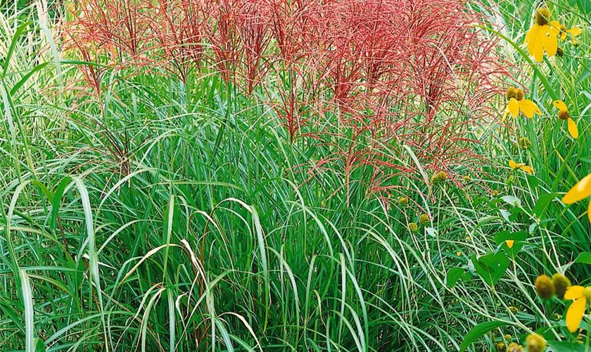 Miscanthus sinensis 'Red Chief'