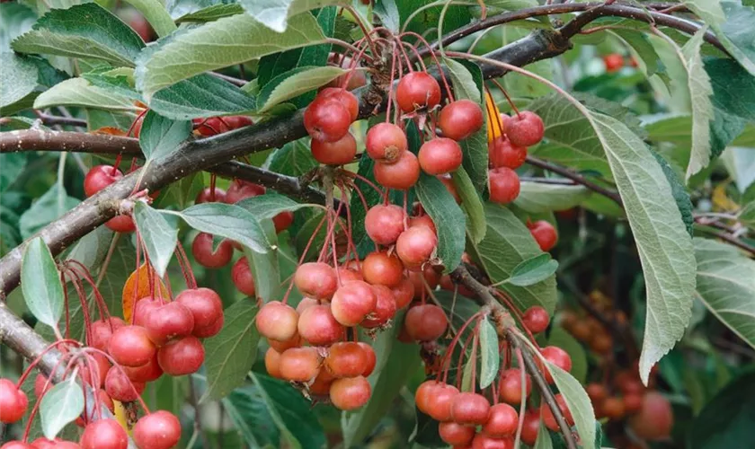 Zierapfel 'Red Juvel'