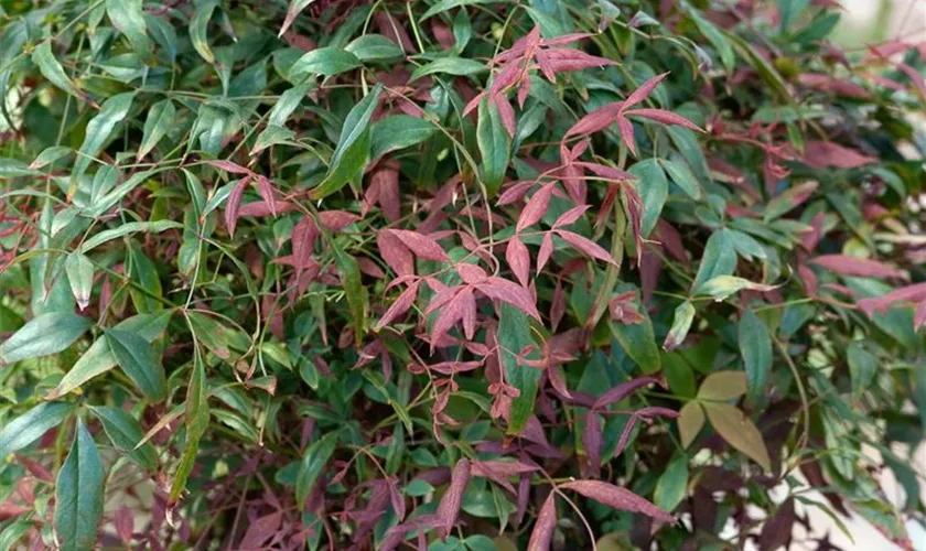 Nandina domestica 'Murasaki'