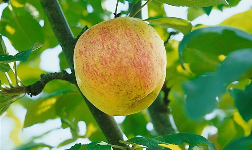 Malus domestica 'Maunzenapfel', Stamm