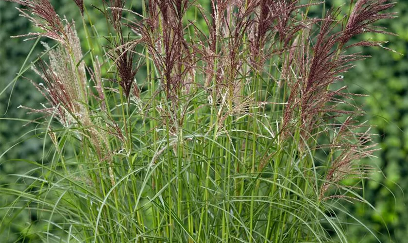 Miscanthus sinensis 'Red Wine'