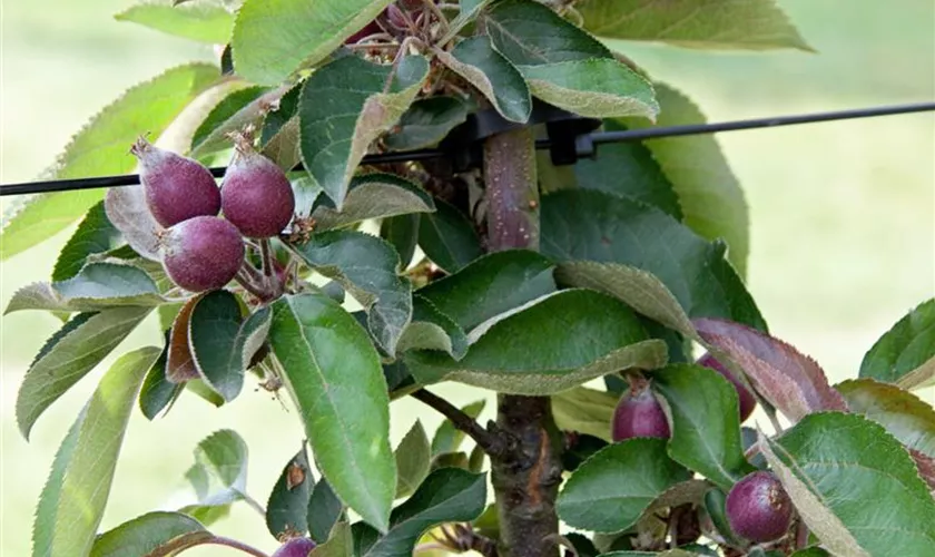 Säulenapfel 'Maypole'®(s)