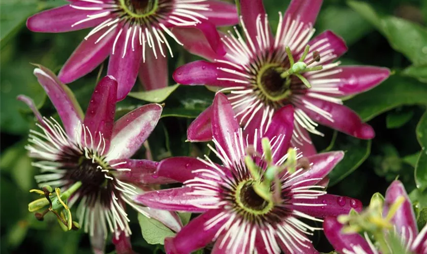 Passiflora 'Crimson Tears'