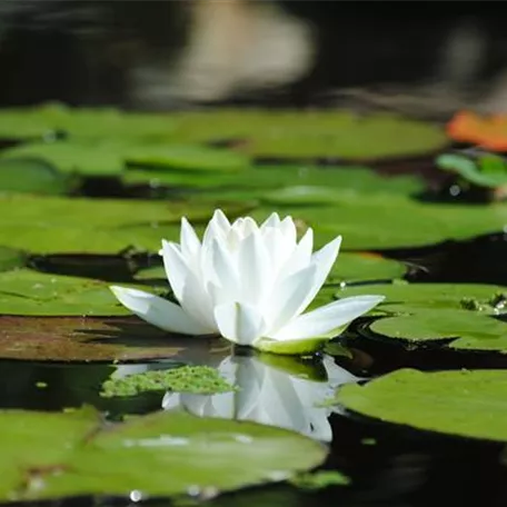 Nymphaea alba