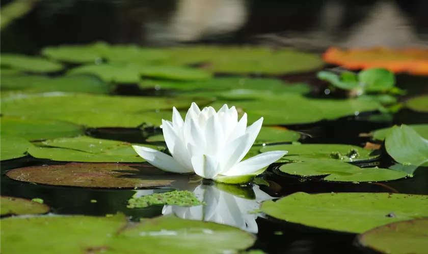 Weißblühende Seerose