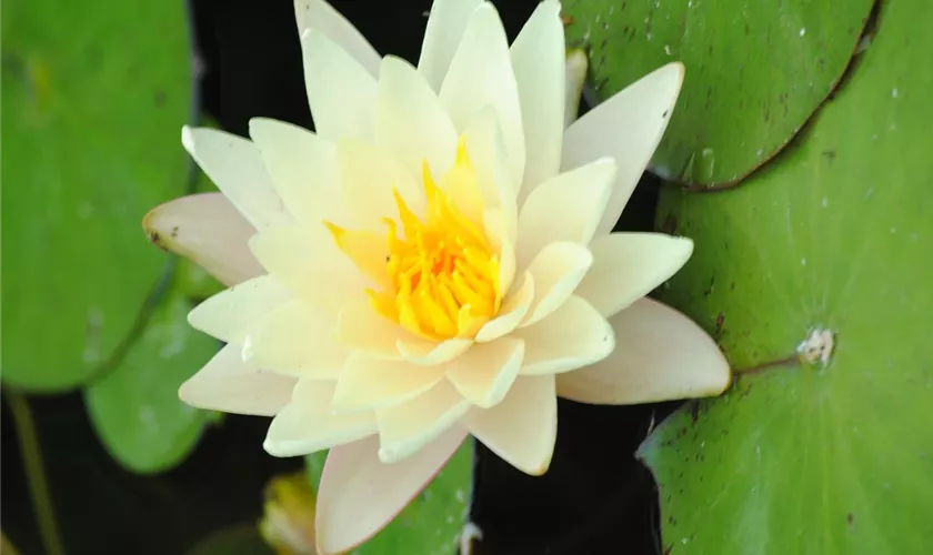 Nymphaea 'Marliacea Albida'