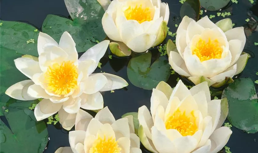 Nymphaea candida