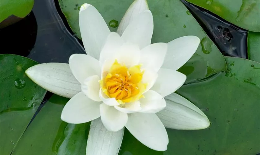 Nymphaea 'Albatros'