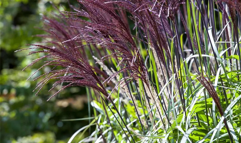 Miscanthus sinensis 'Rotfeder'