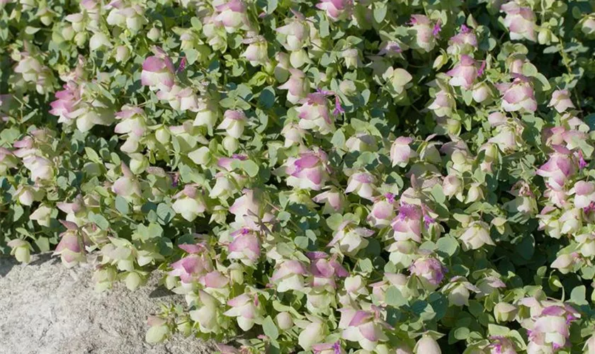 Origanum rotundifolium 'Hopfenblüte'